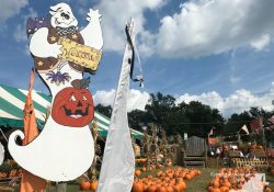 Top 10 Pumpkin Patches And Fall Festivals Kidding Around Dmv